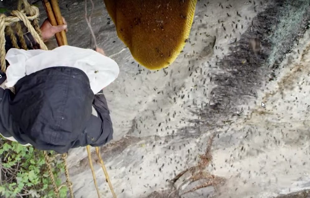 honey hunting nepal