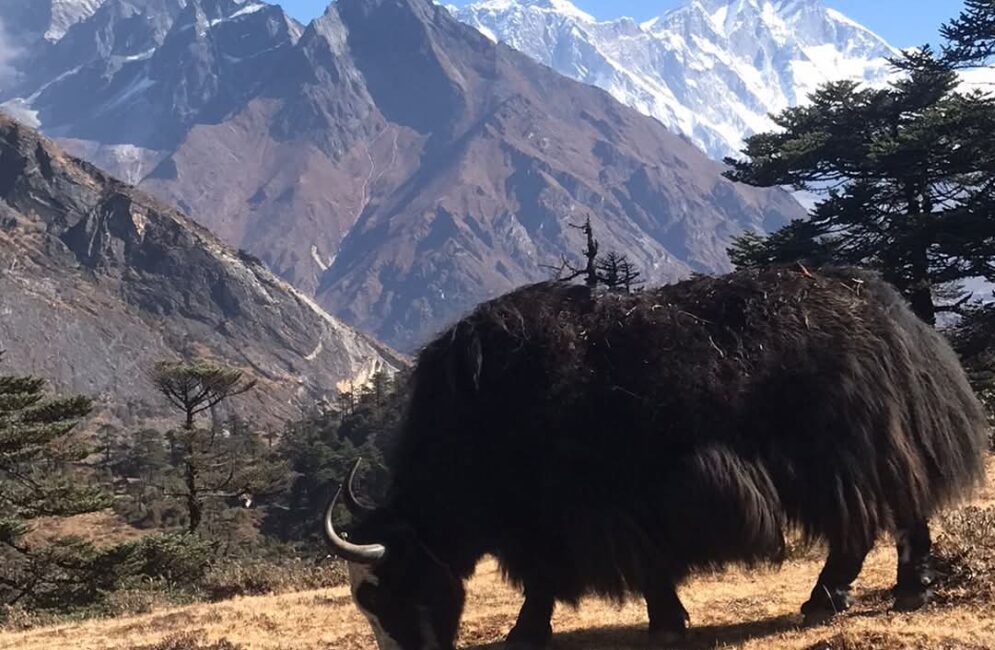 Nepal Best Trekking Season